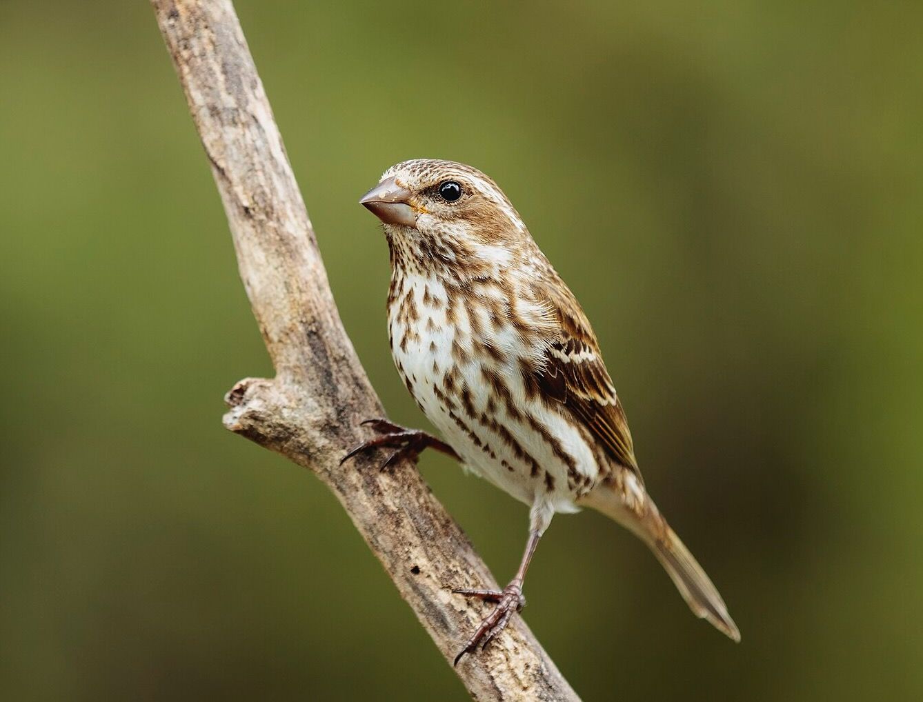 Purple Finch Female by N.Lewis/NPS Shenadoah National Park, Public Domain